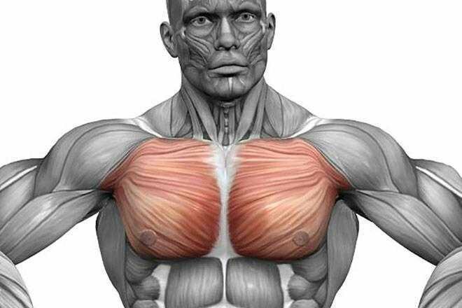 Músculos sinérgicos del pectoral mayor